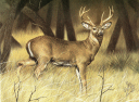 photograph: large white tail buck